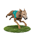 體驗金娛樂城白金賽狗